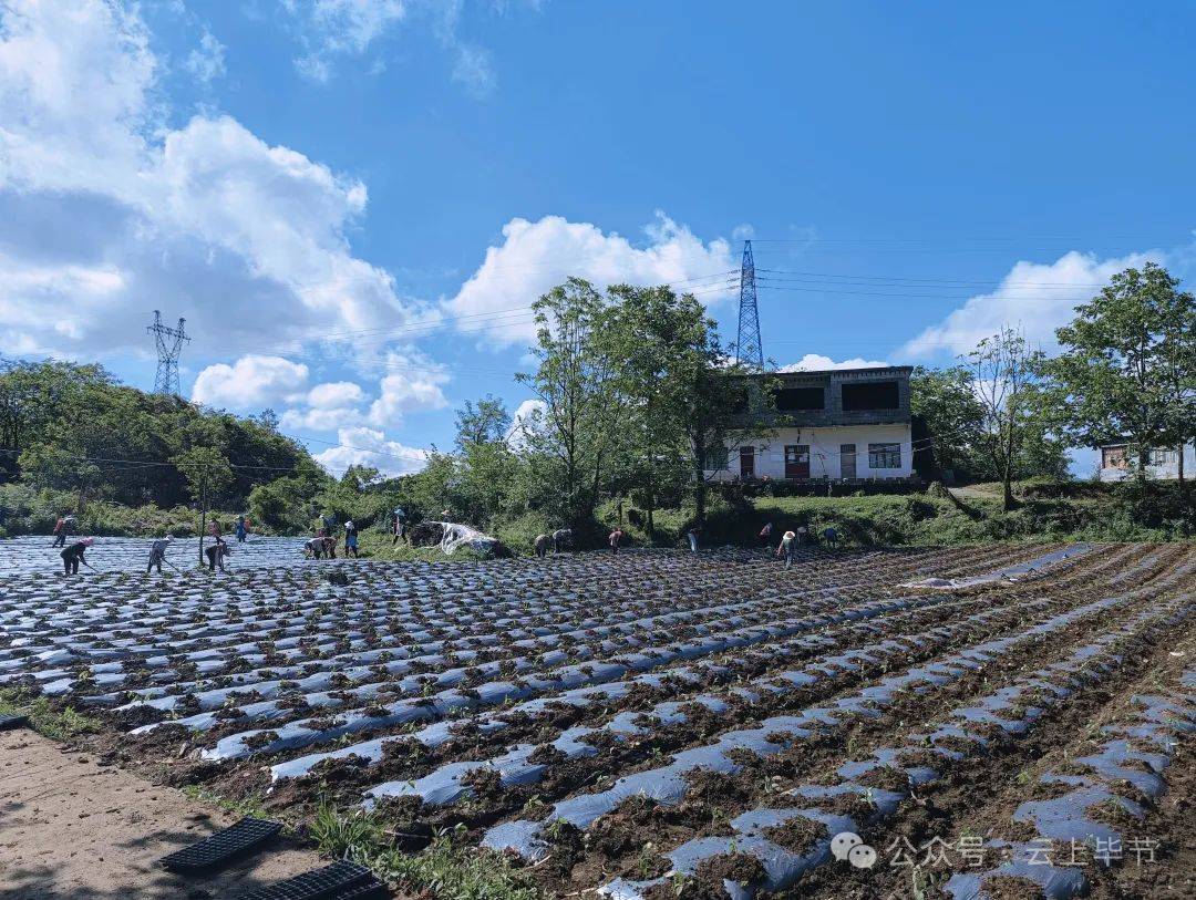 果加村最新项目，乡村振兴的新里程碑进展顺利